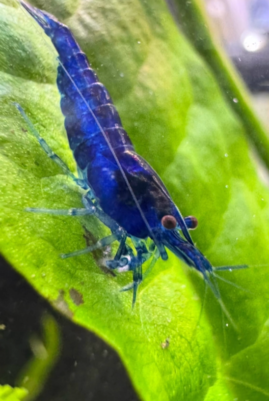 Gamba Blue Velvet